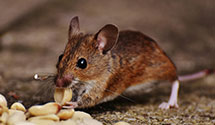 24 Hour & Emergency Exterminators in Lodi, MO